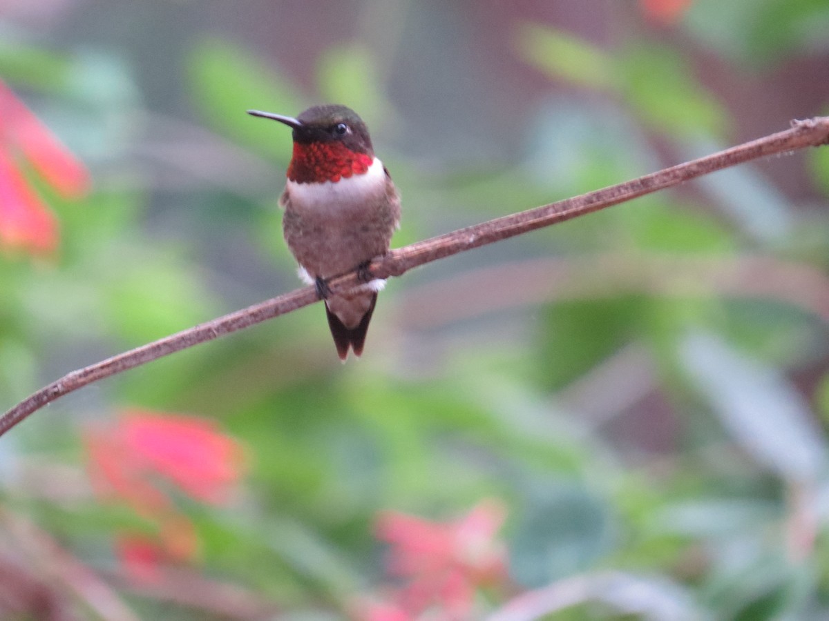 Ruby-throated Hummingbird - David & Jill Kaminski