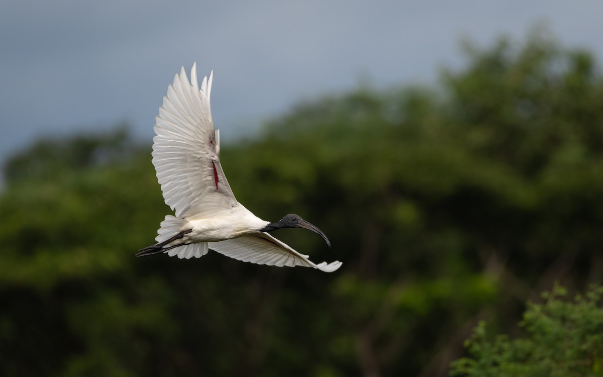 Black-headed Ibis - Sharang Satish