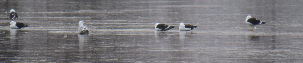 Lesser Black-backed Gull - ML550954111