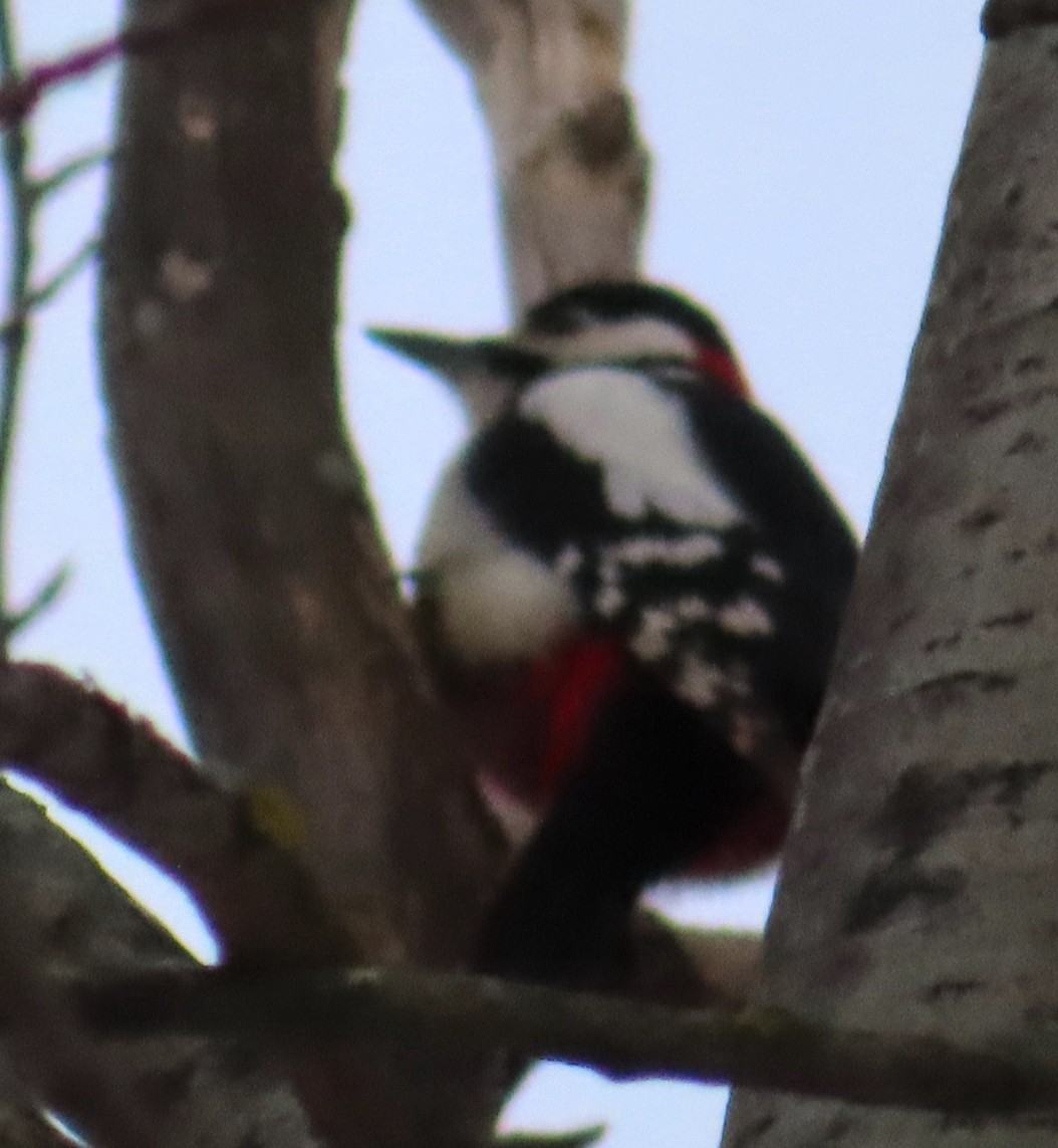 Great Spotted Woodpecker - ML550954171