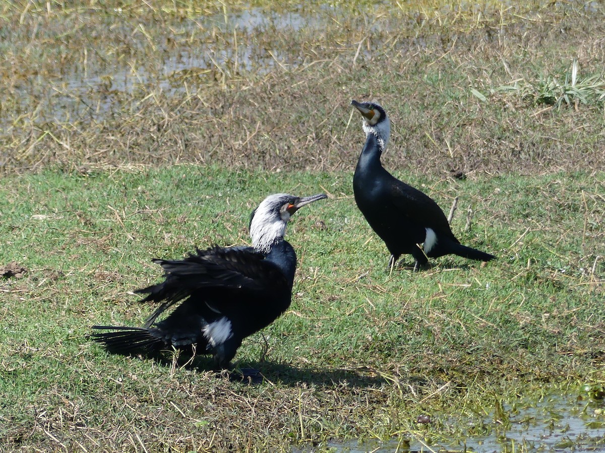 Great Cormorant - ML55095441