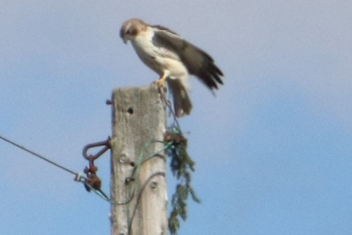 Red-tailed Hawk (borealis) - ML550955151