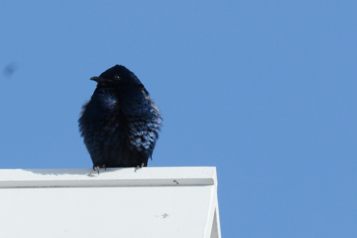 Purple Martin - ML55095531