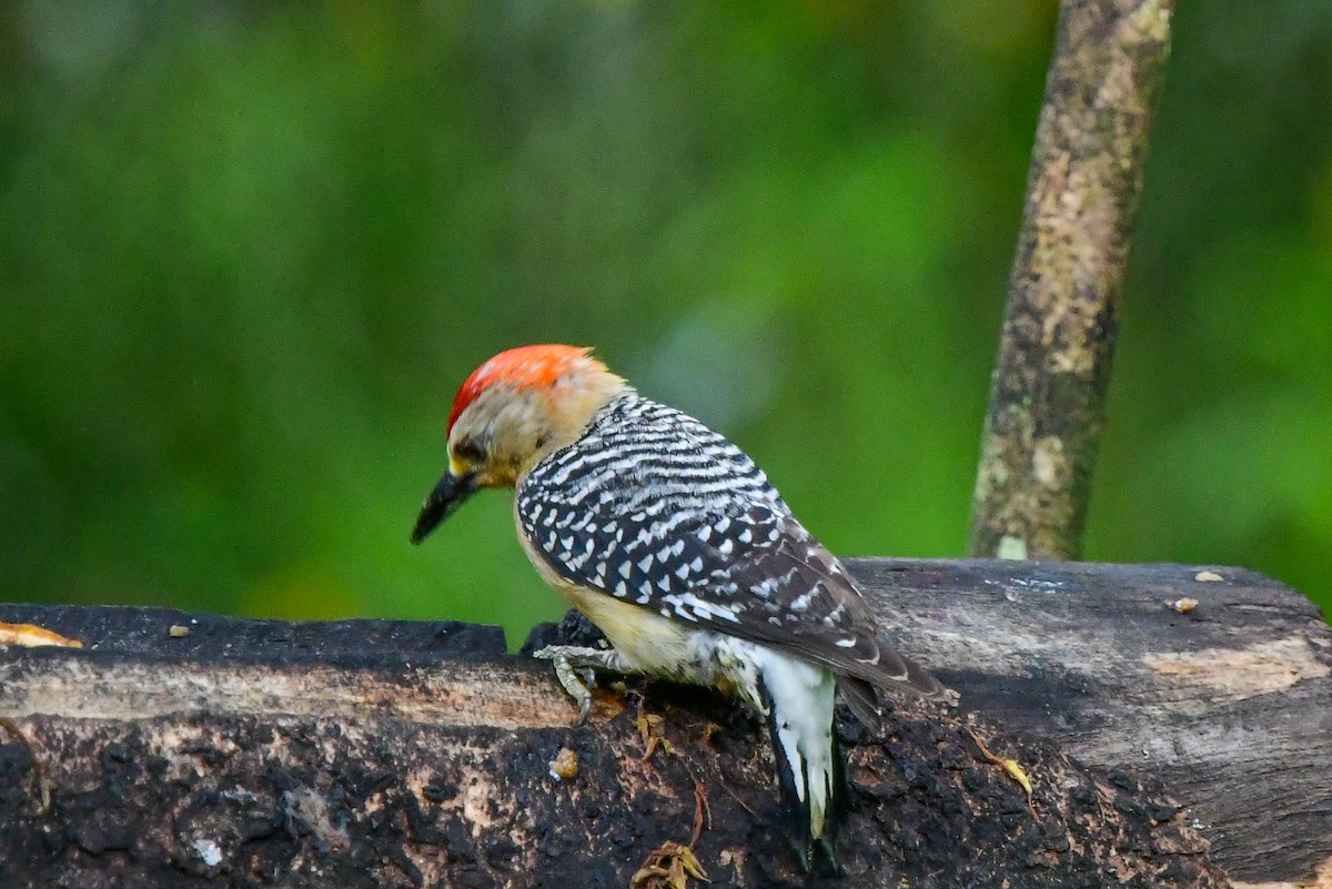 Red-crowned Woodpecker - ML550955421