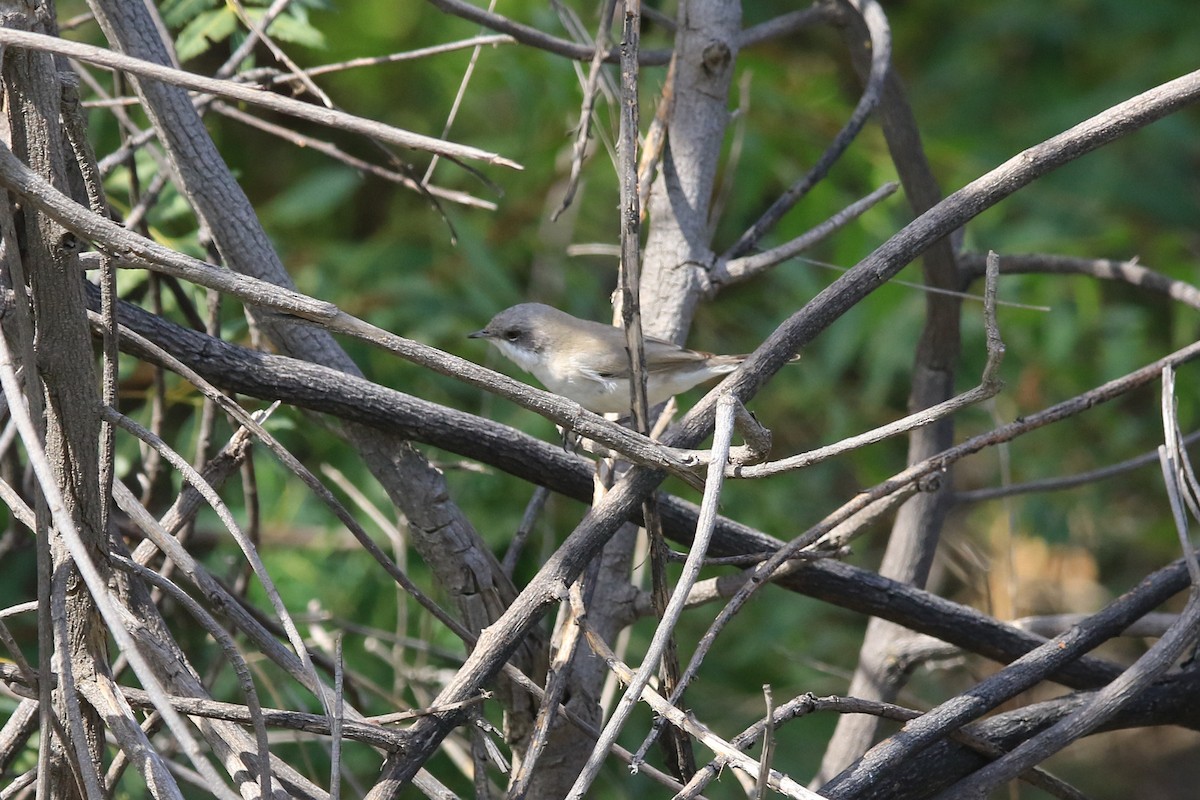 Lesser Whitethroat (Desert) - ML550955681