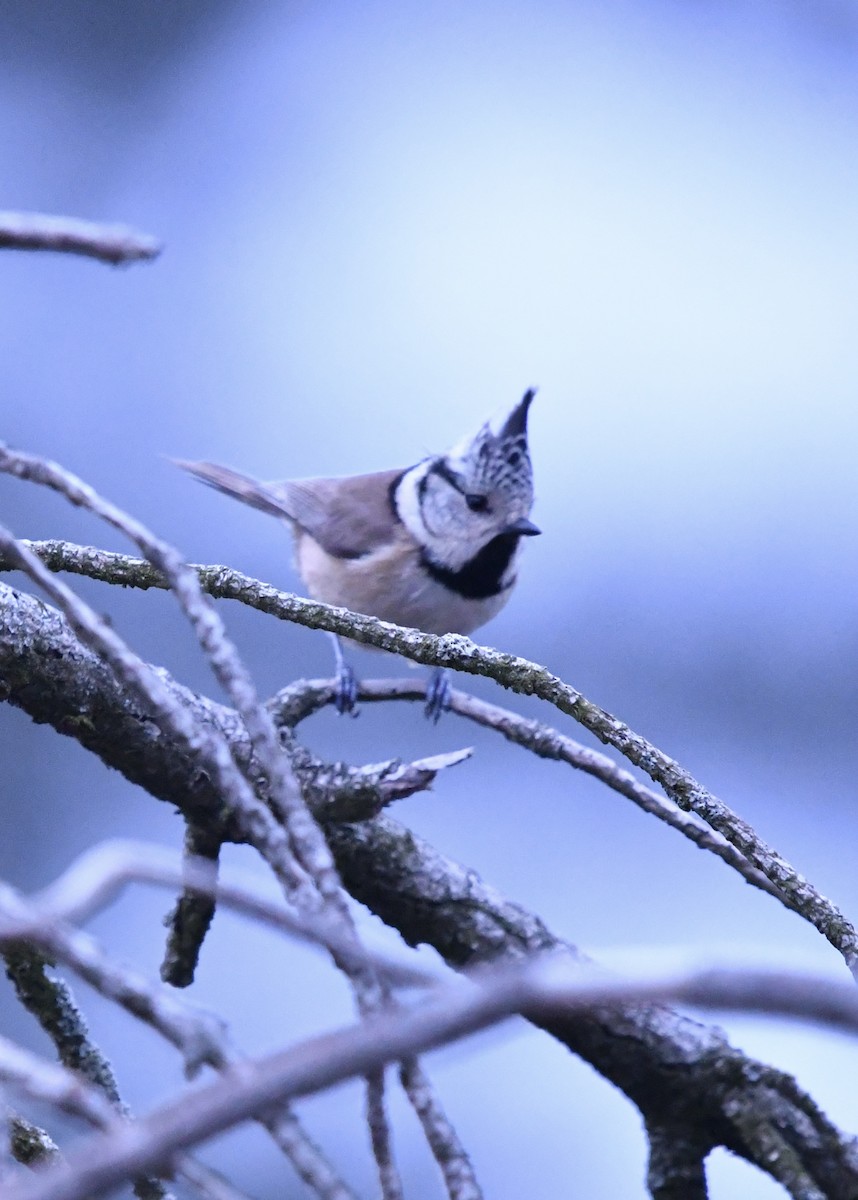Crested Tit - ML550956021