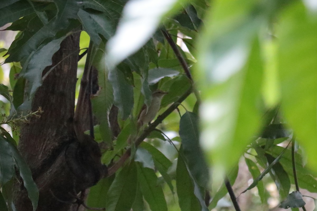 Manchurian Bush Warbler - ML550956591