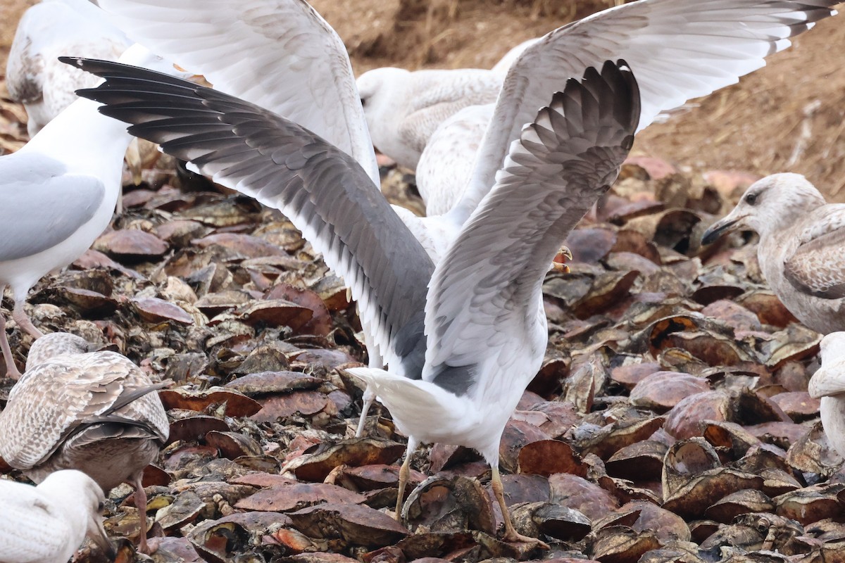 Lesser Black-backed Gull - ML550957621