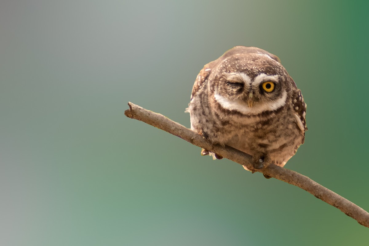 Spotted Owlet - Rahuldev Rajguru