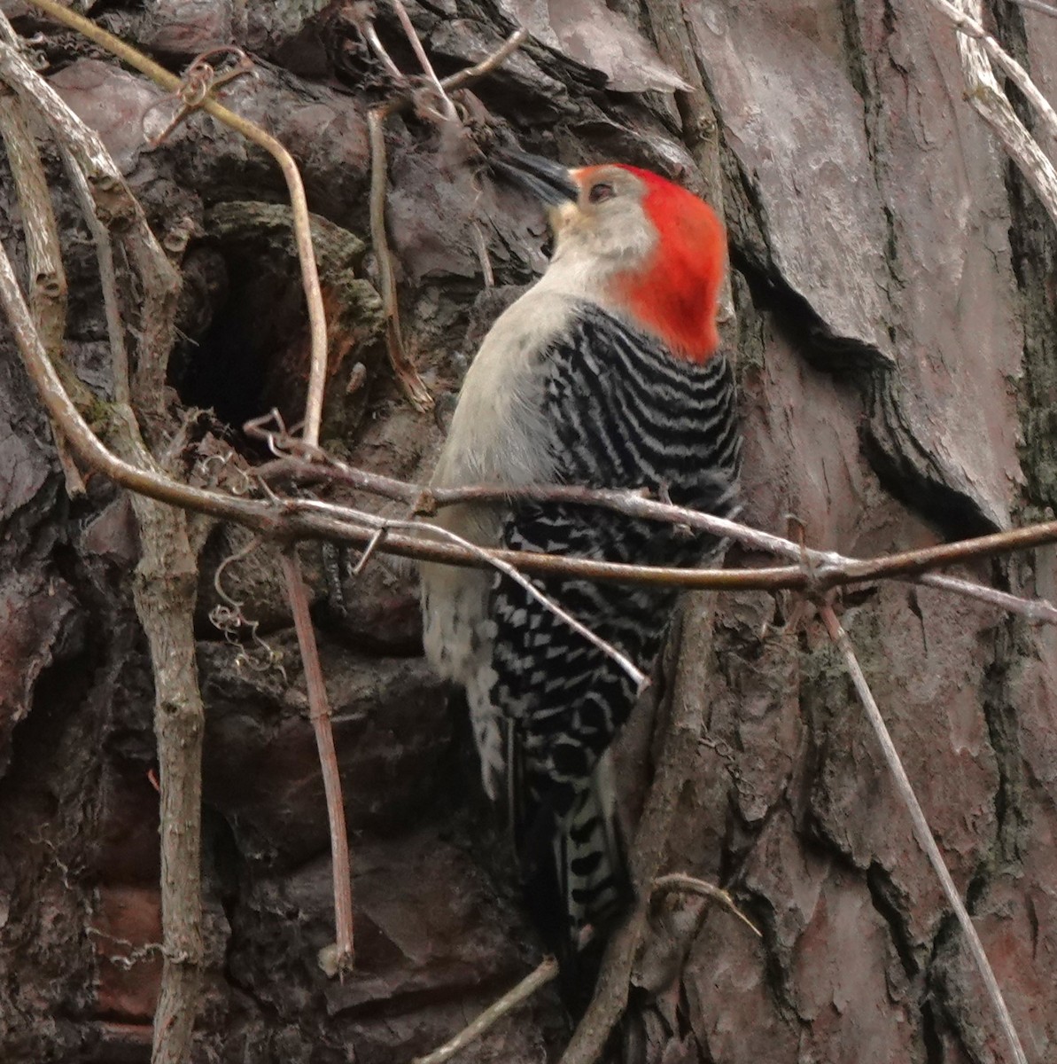 Red-bellied Woodpecker - ML550958011