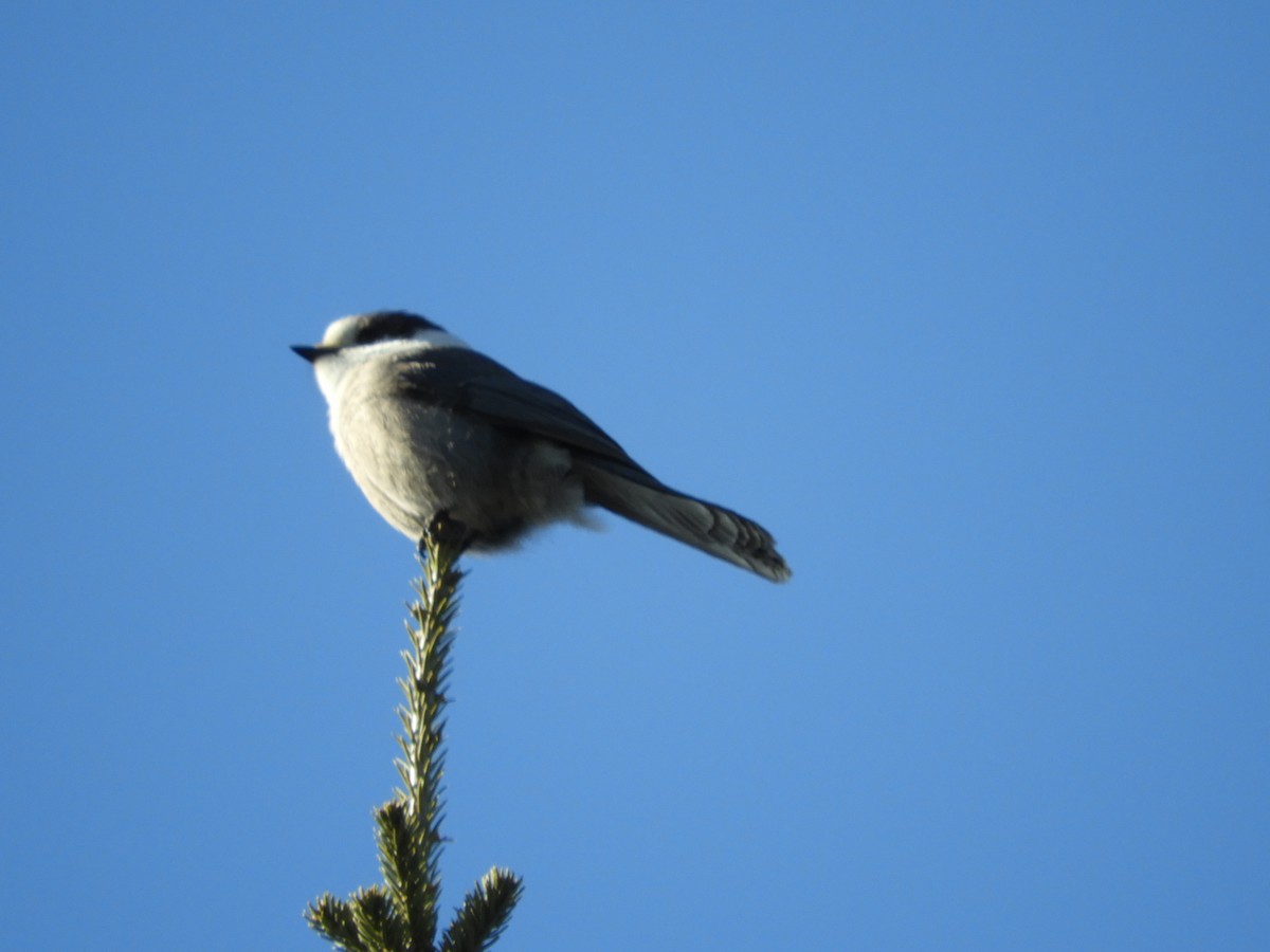 Canada Jay - ML550958411