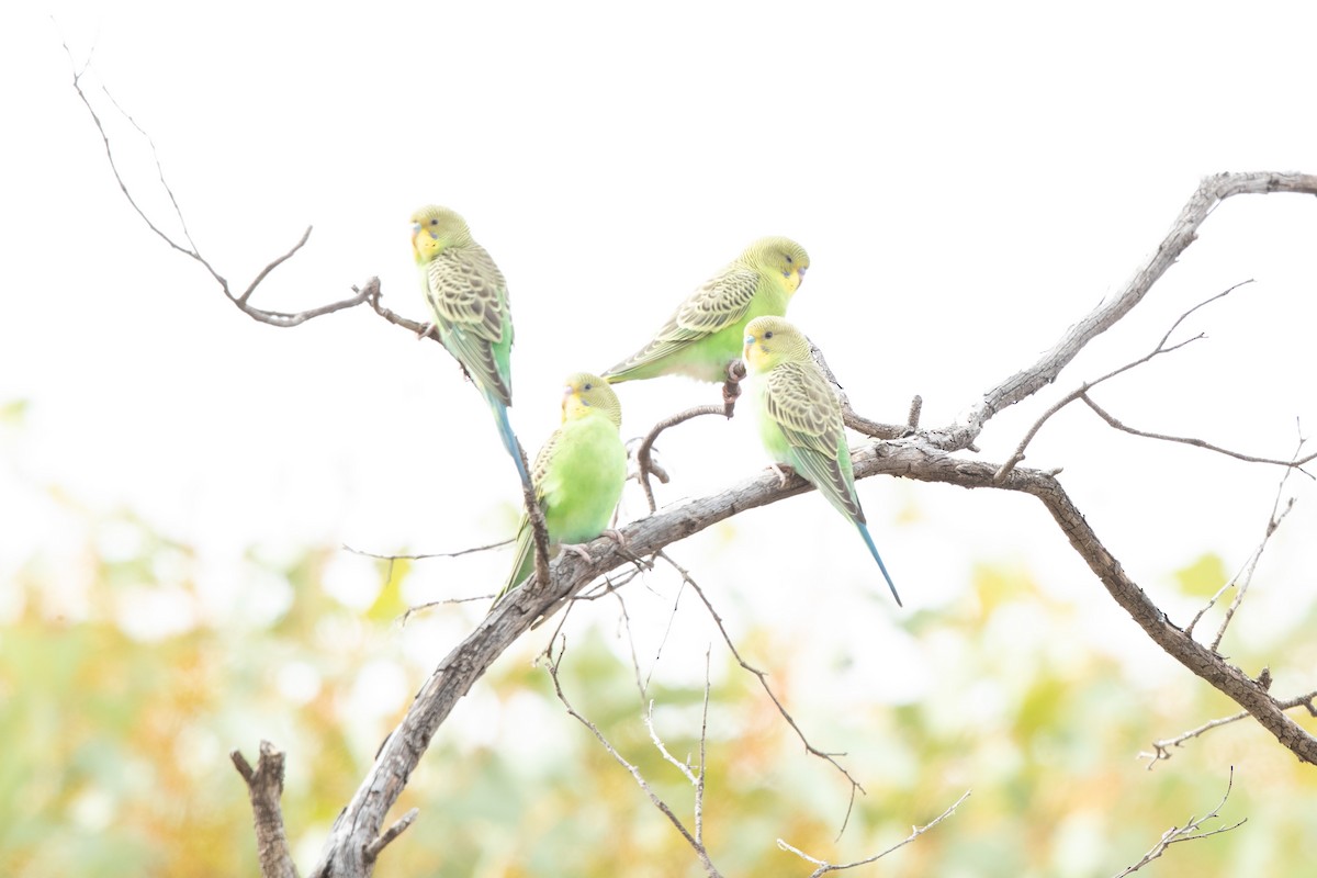 Budgerigar - ML550958611