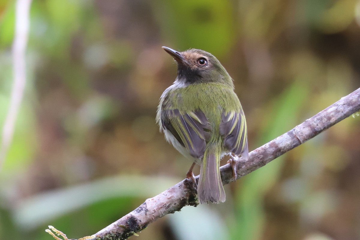 Black-throated Tody-Tyrant - William Hull