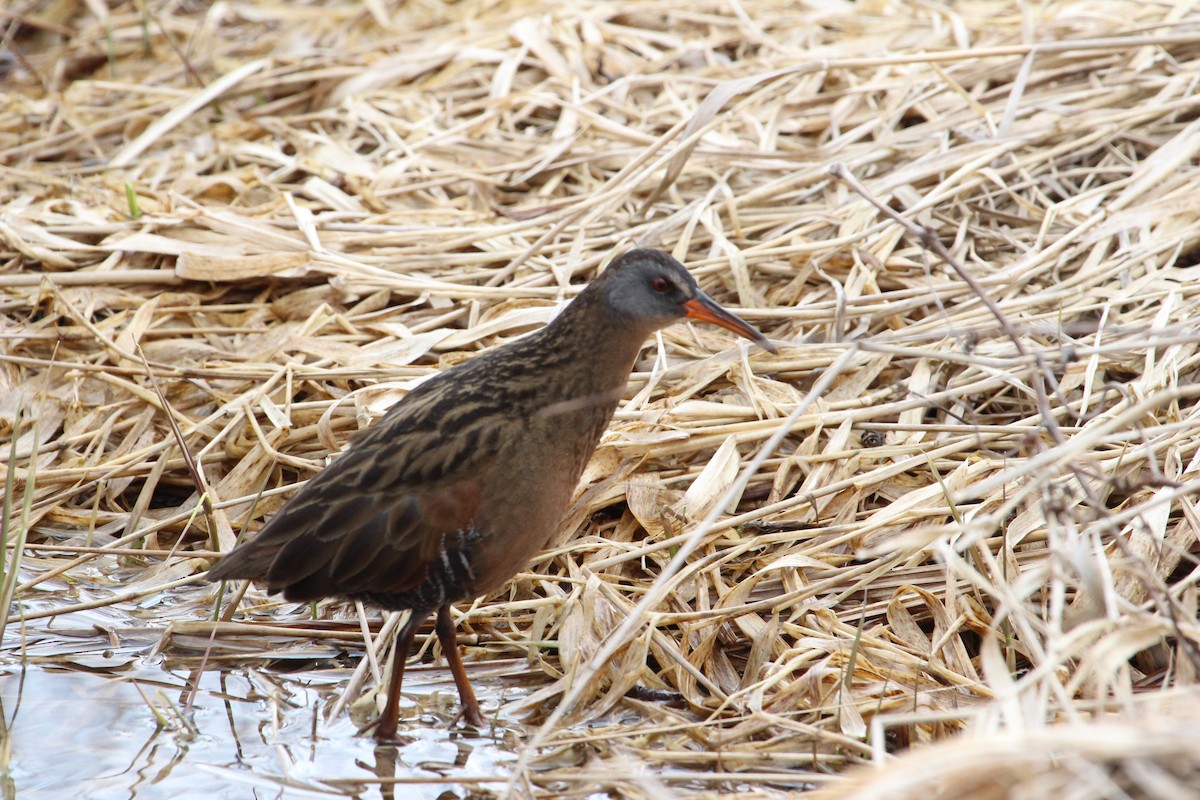 Virginia Rail - Jeff Tome