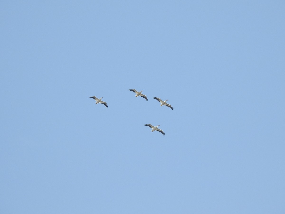 pelikán severoamerický - ML550961651