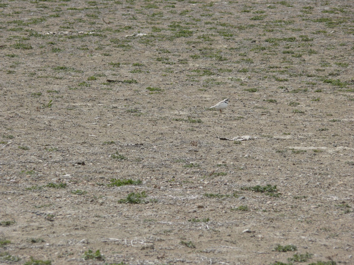 Piping Plover - Dwain "Fritz" Prellwitz