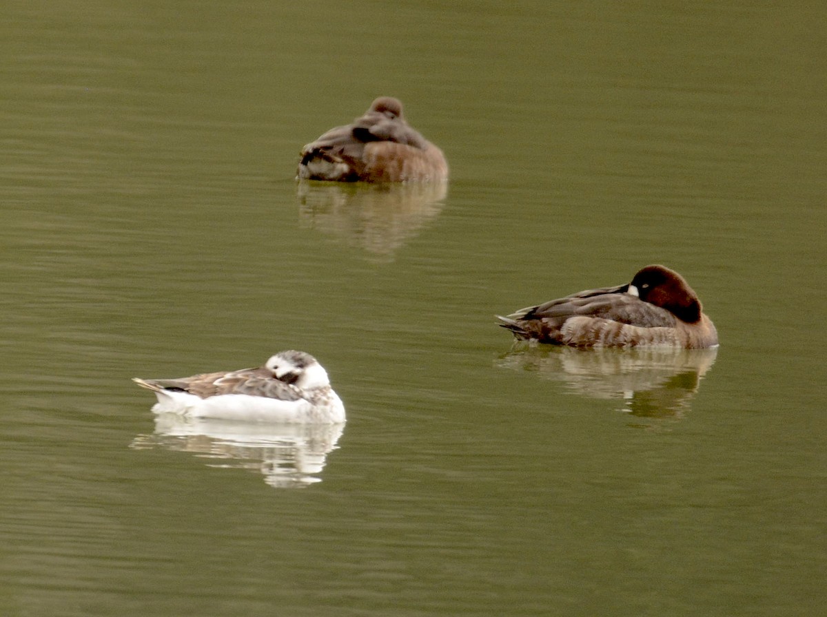 Long-tailed Duck - ML550962021