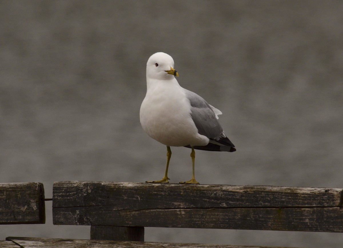 Ring-billed Gull - ML550962051