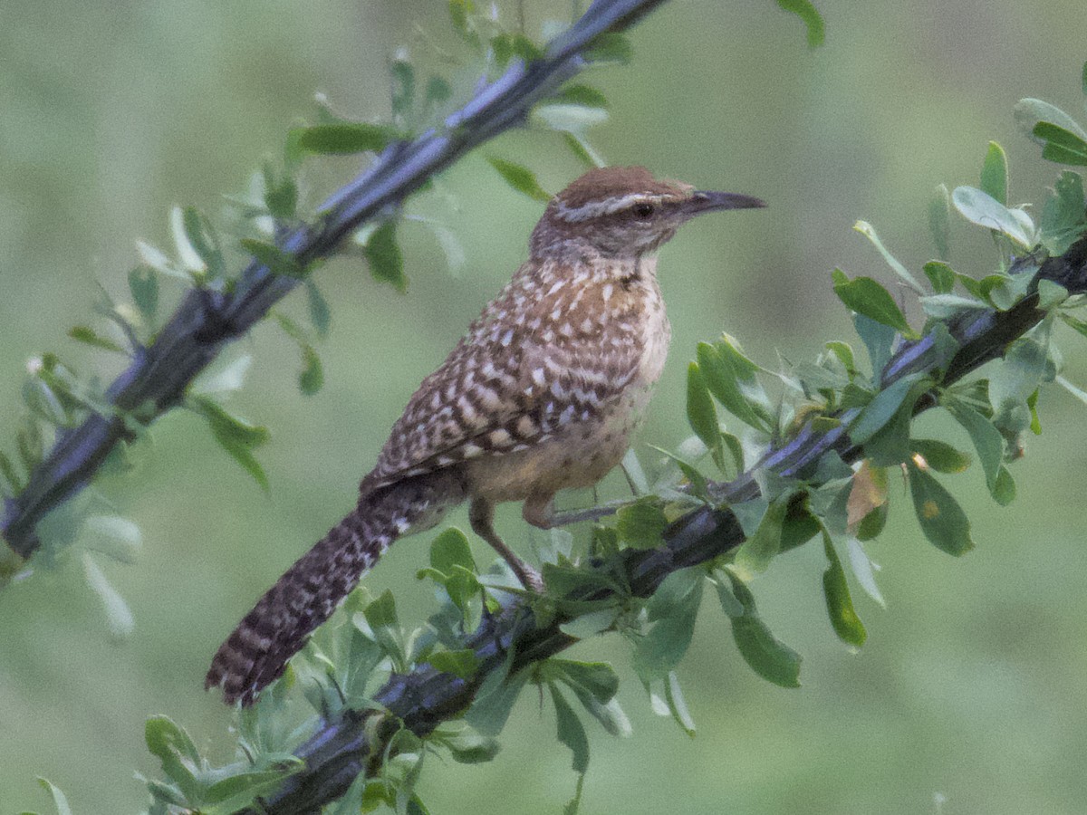 Cactus Wren - Dave Prentice