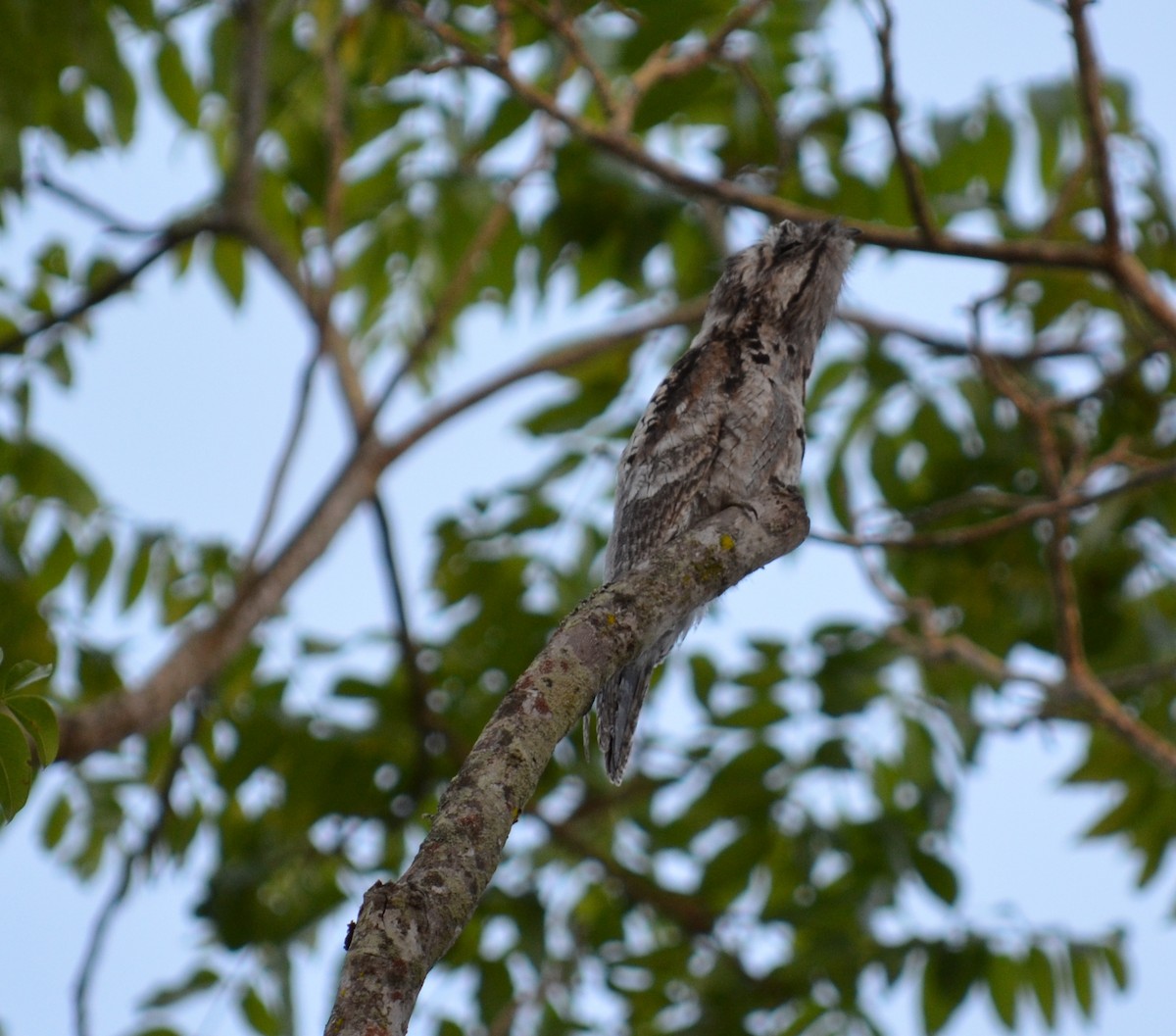 Common Potoo - ML550962241