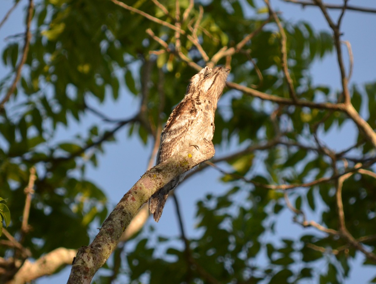 Common Potoo - ML550962251