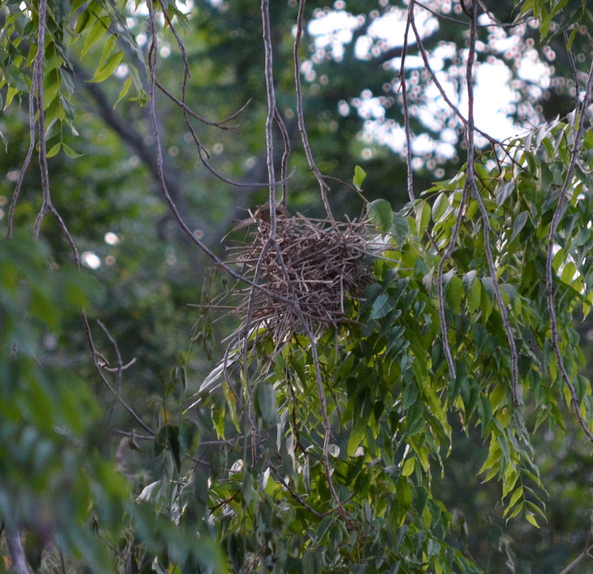 Rufous-fronted Thornbird - ML550962331