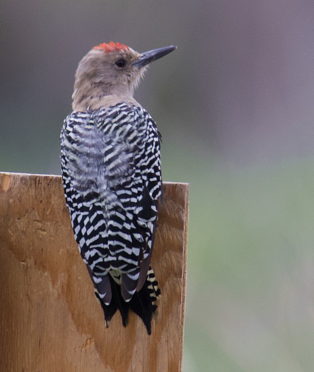 Gila Woodpecker - Dave Prentice