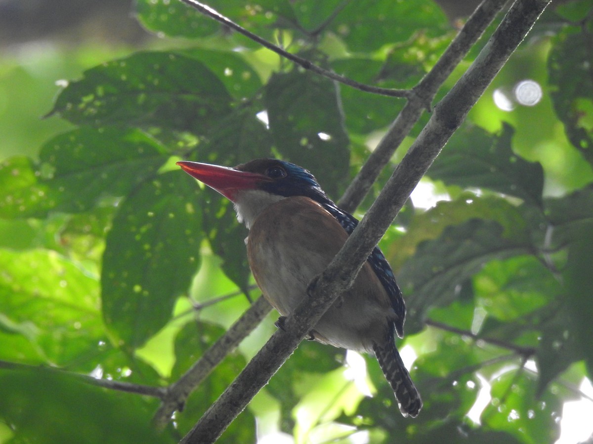 ledňáček vlnkovaný (ssp. melanops) - ML550963221