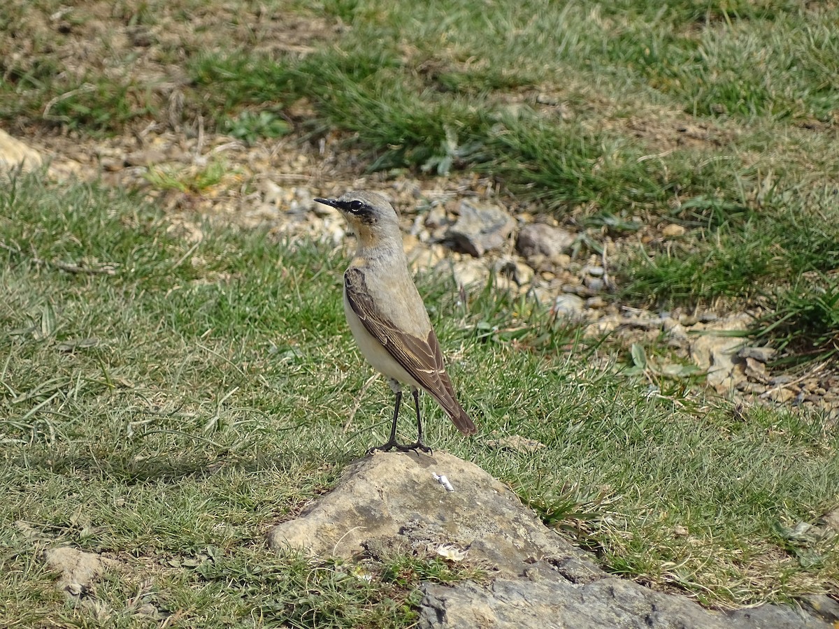 Northern Wheatear - Josean Gorriti