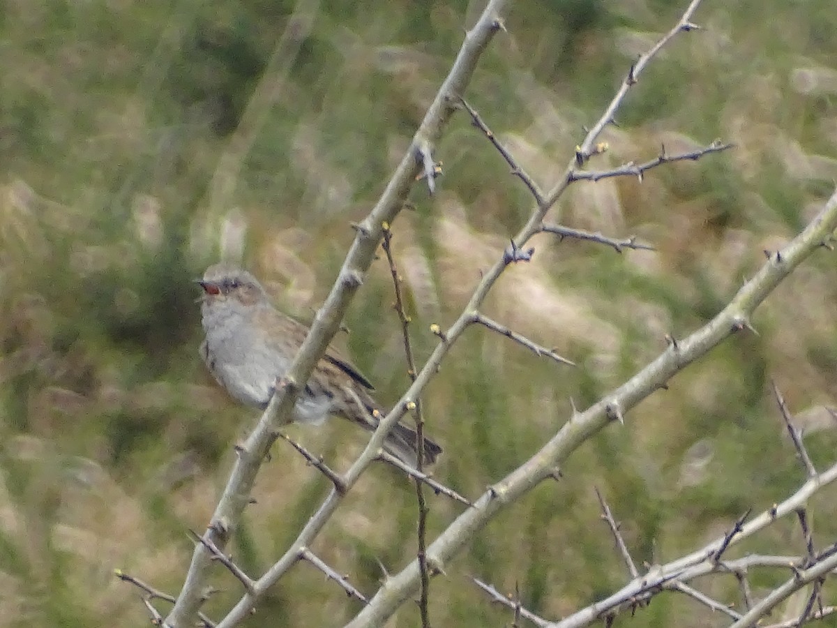 Dunnock - ML550964241