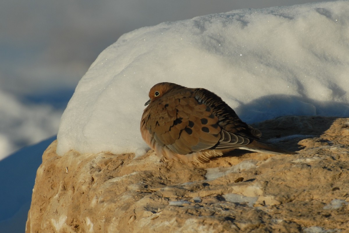 Mourning Dove - ML550964561