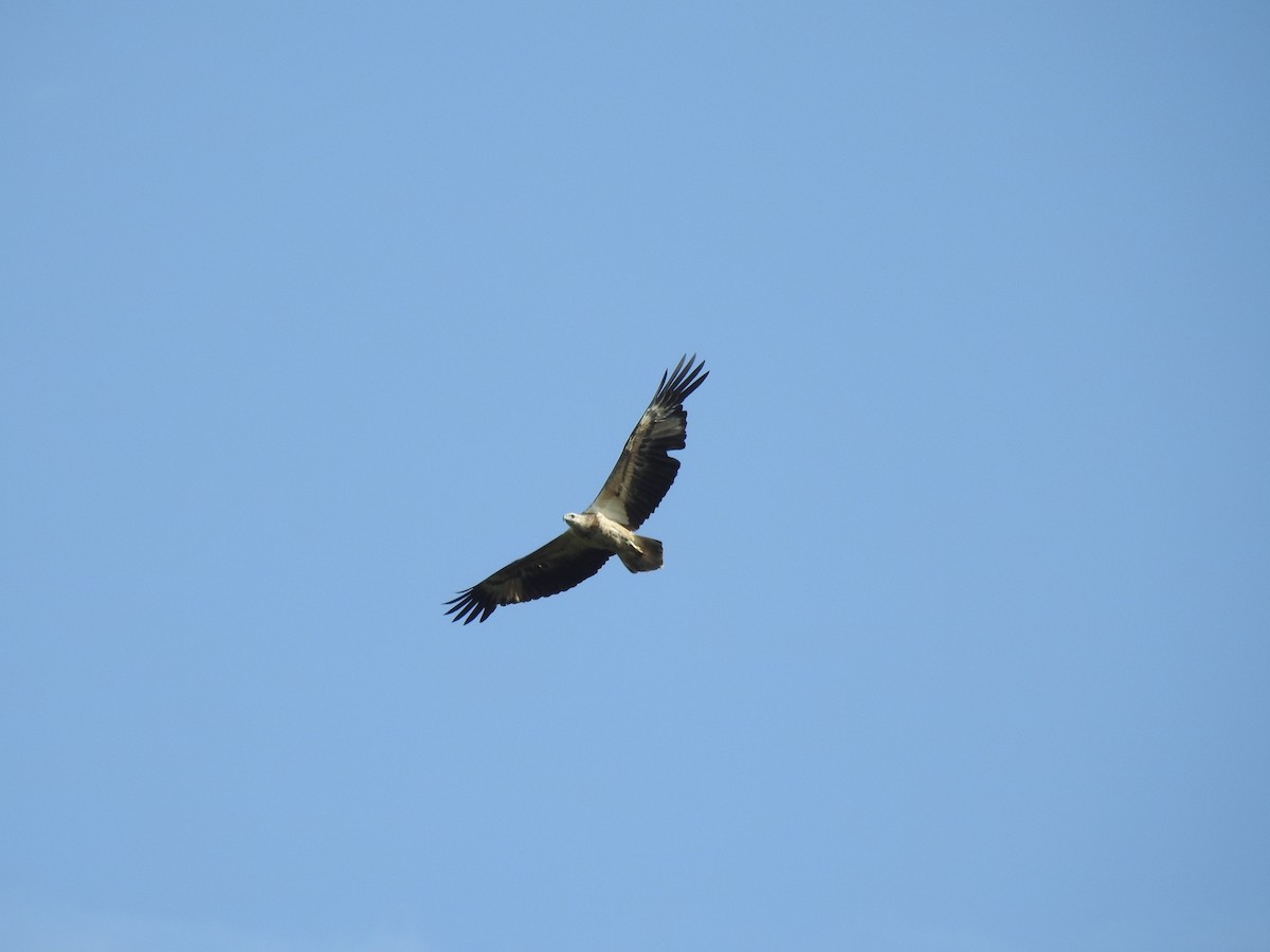 White-bellied Sea-Eagle - ML550965751