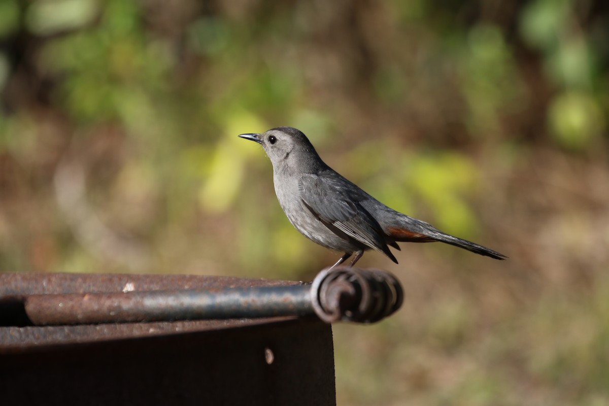 Gray Catbird - ML550966501