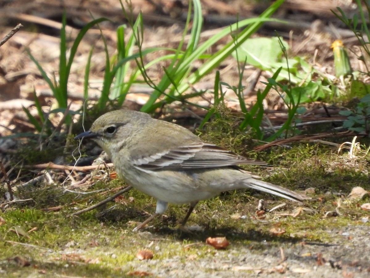 Pine Warbler - Nicholas Neuman