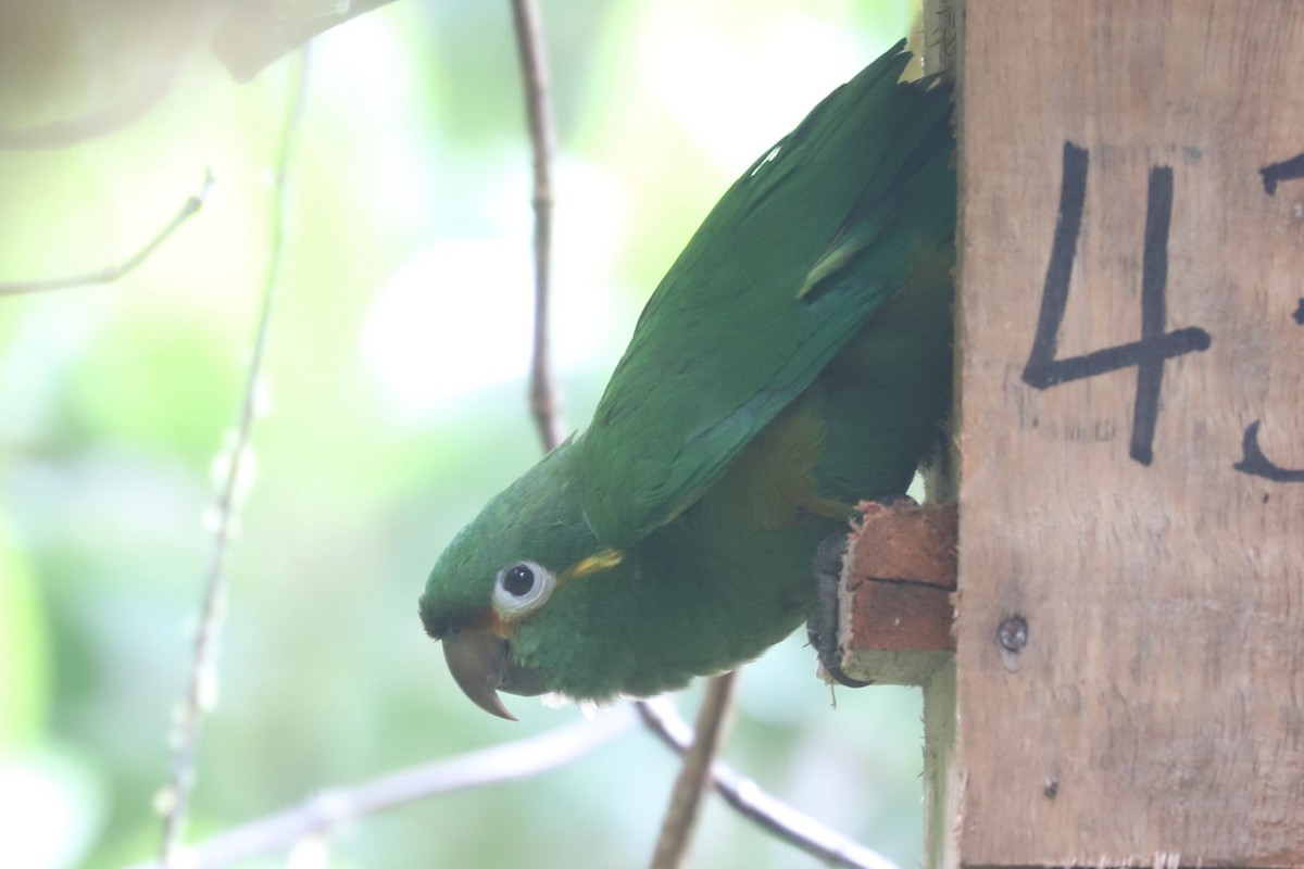 Conure à pinceaux d'or - ML550968861