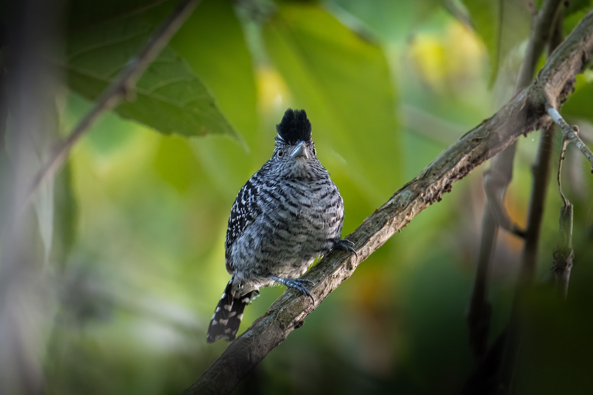 Barred Antshrike - ML550969641