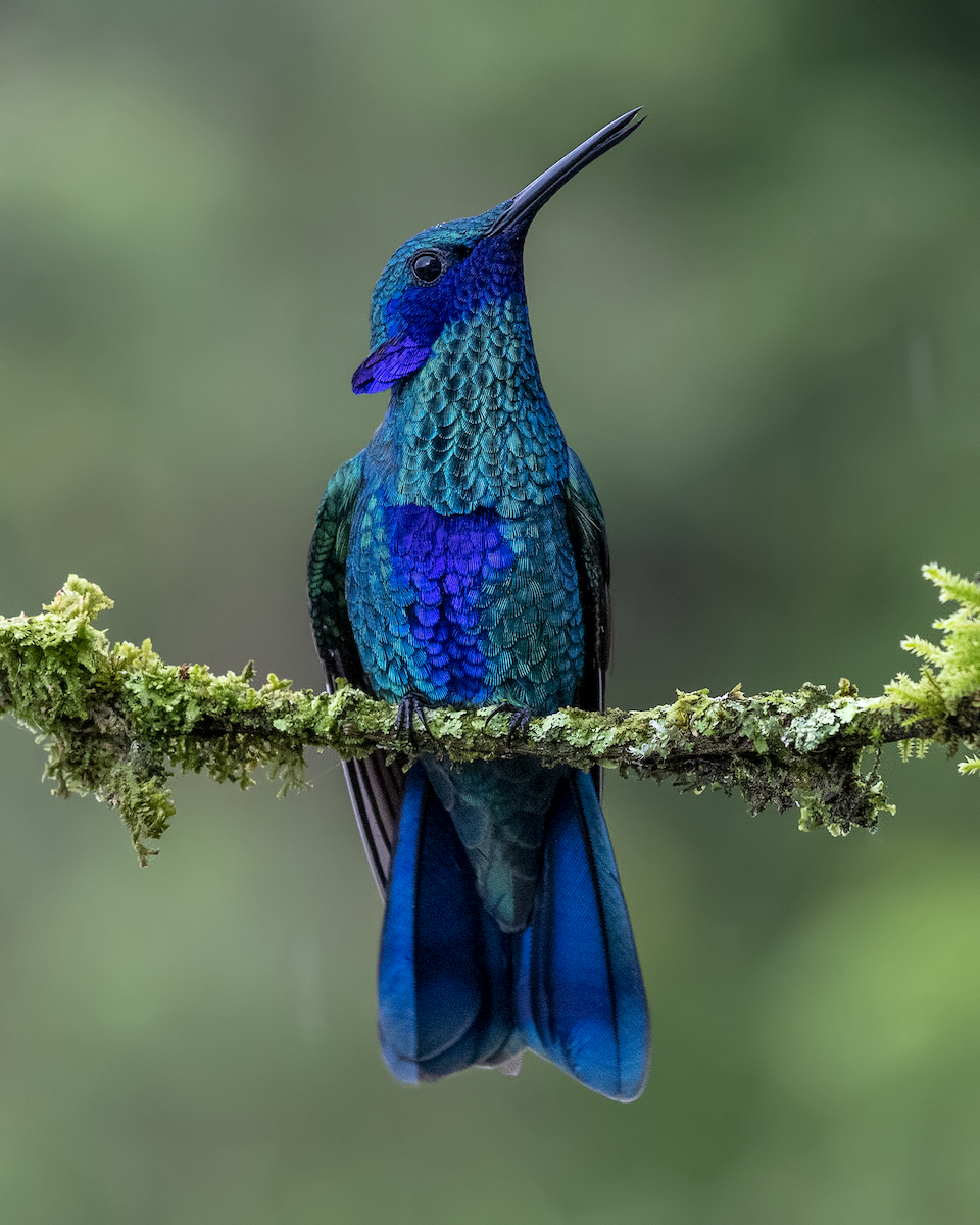 Sparkling Violetear - Ferney Salgado CORAVES