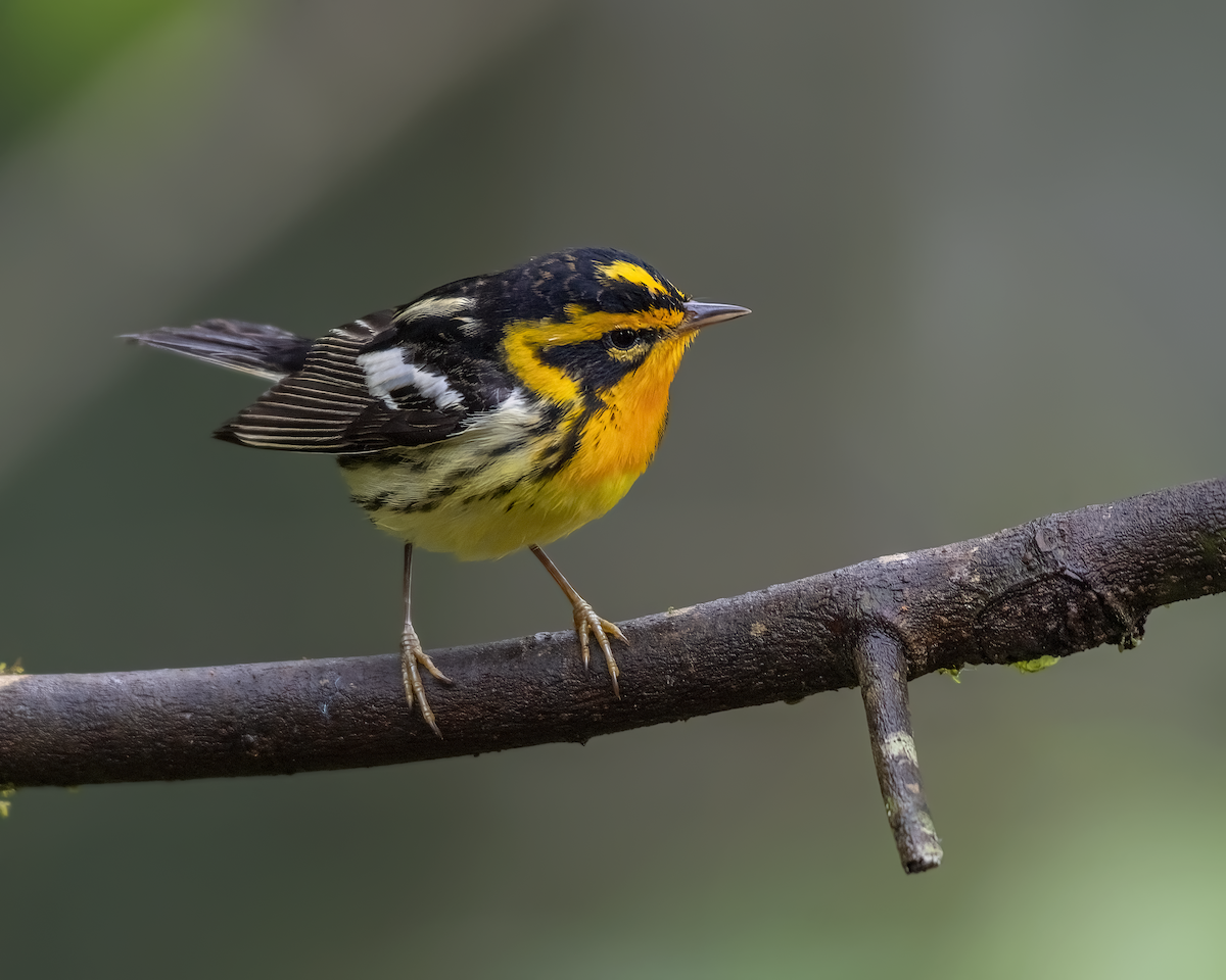 Blackburnian Warbler - Ferney Salgado CORAVES