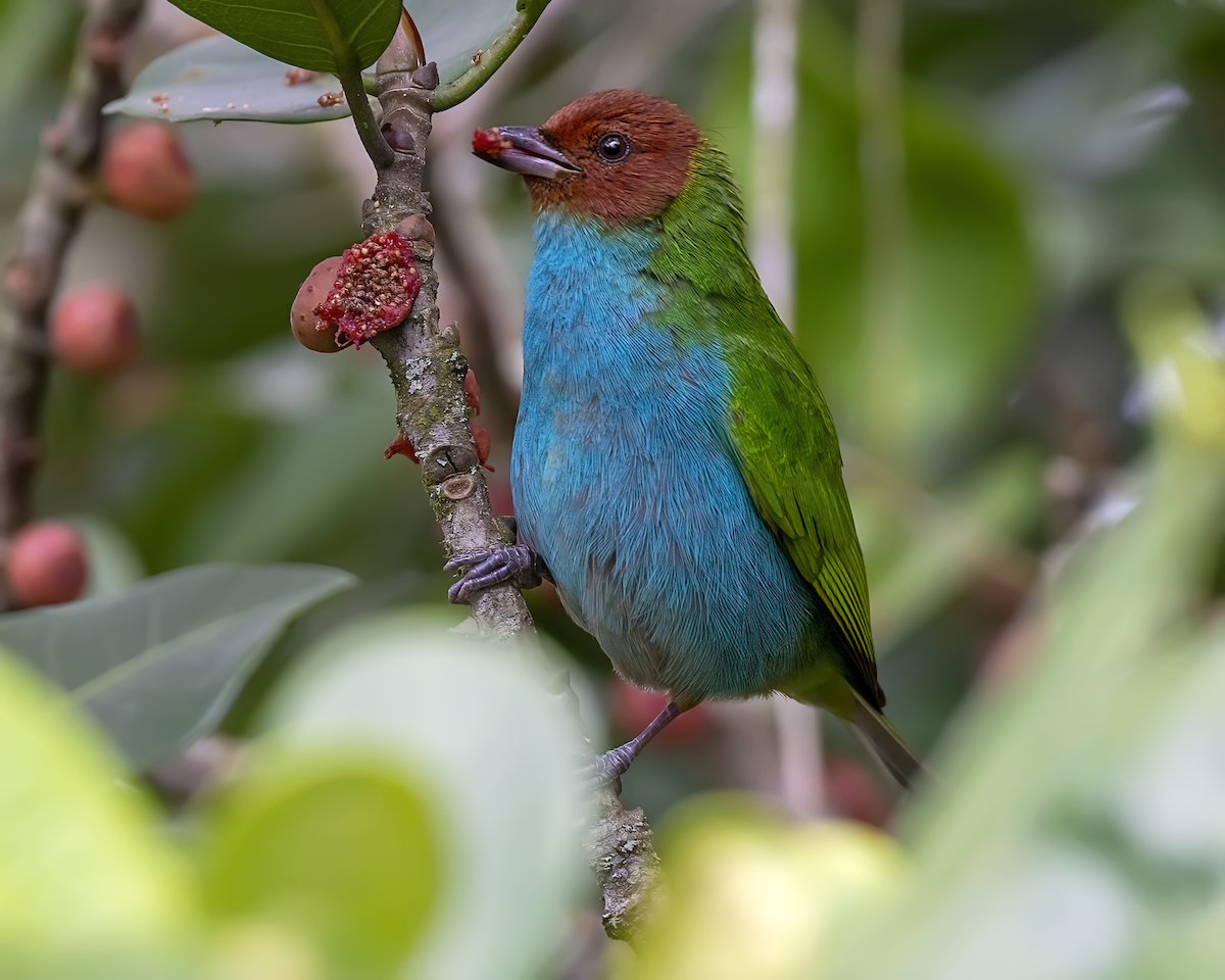 Bay-headed Tanager - Ferney Salgado CORAVES