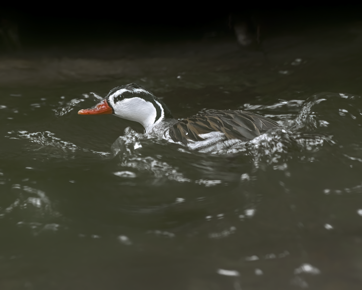 Torrent Duck - Ferney Salgado CORAVES