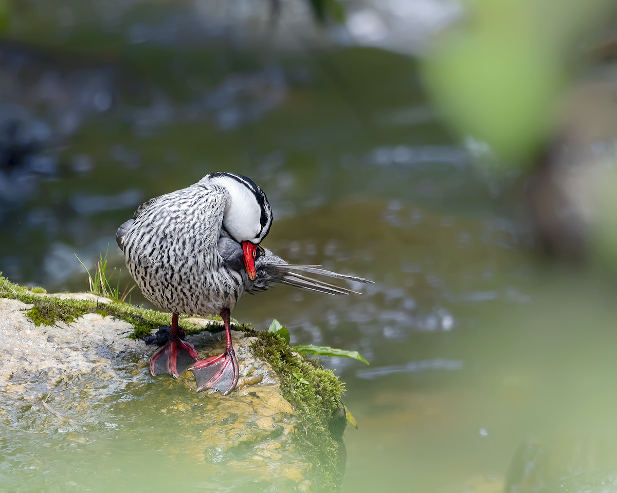 Torrent Duck - Ferney Salgado CORAVES