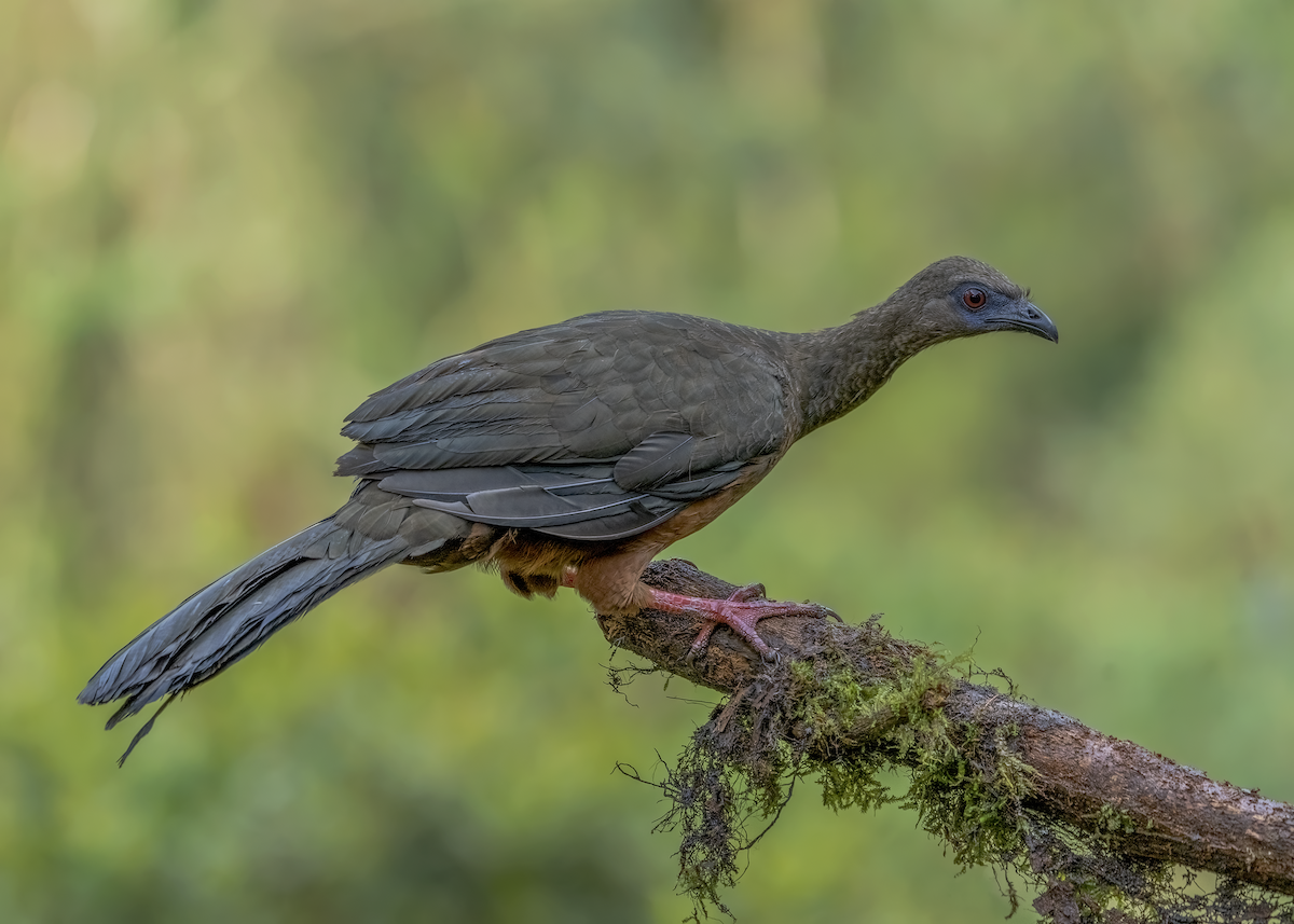 Sickle-winged Guan - Ferney Salgado CORAVES