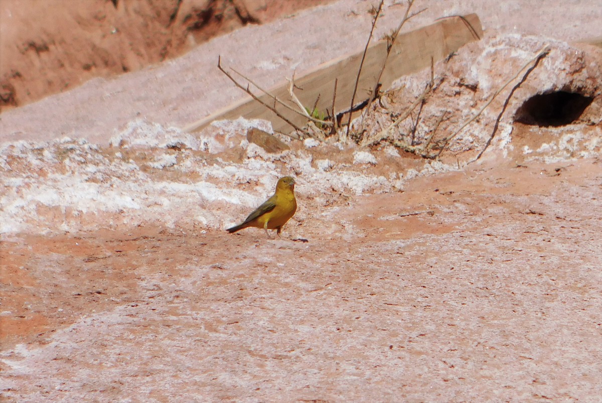 Monte Yellow-Finch - Nicolás Bejarano