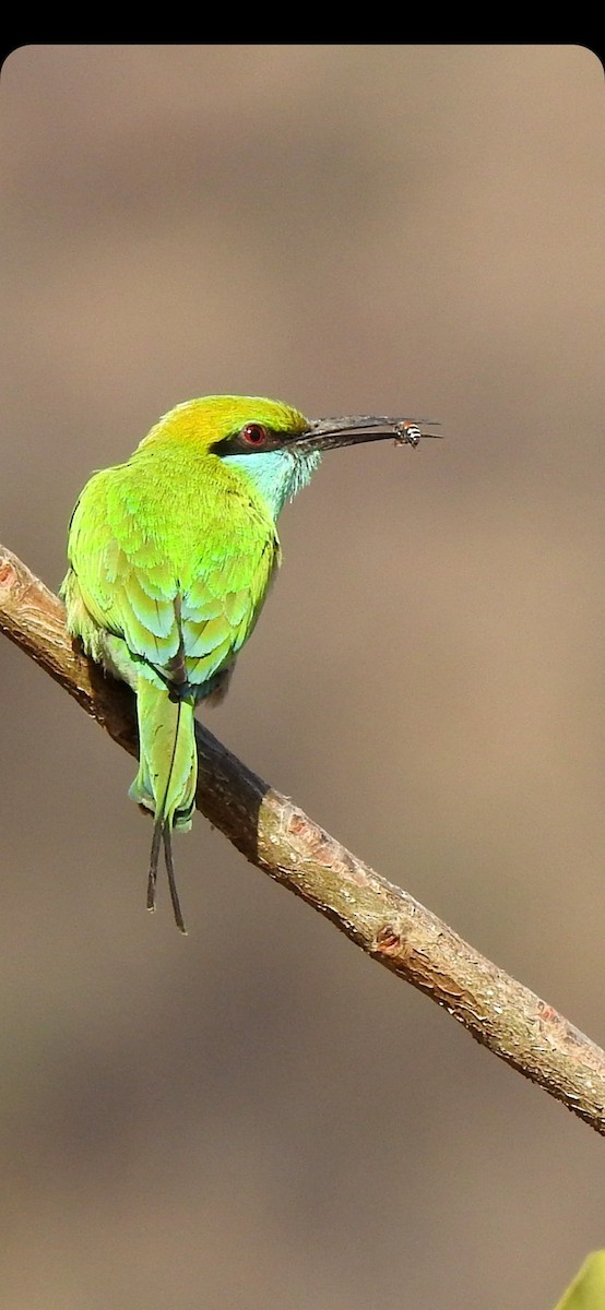 Asian Green Bee-eater - ML550973001