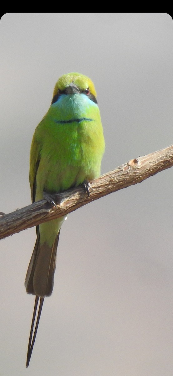 Asian Green Bee-eater - ML550973011