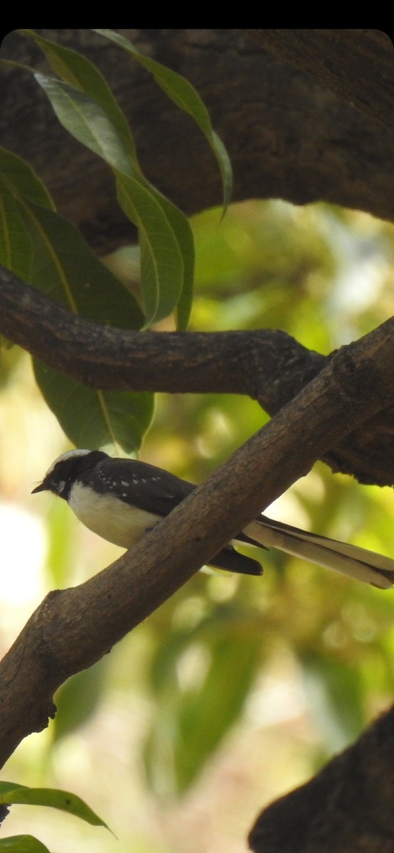 White-browed Fantail - ML550973451