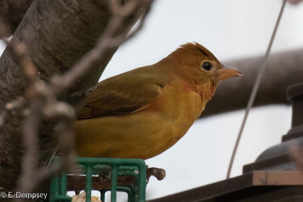 Summer Tanager - ML550976551