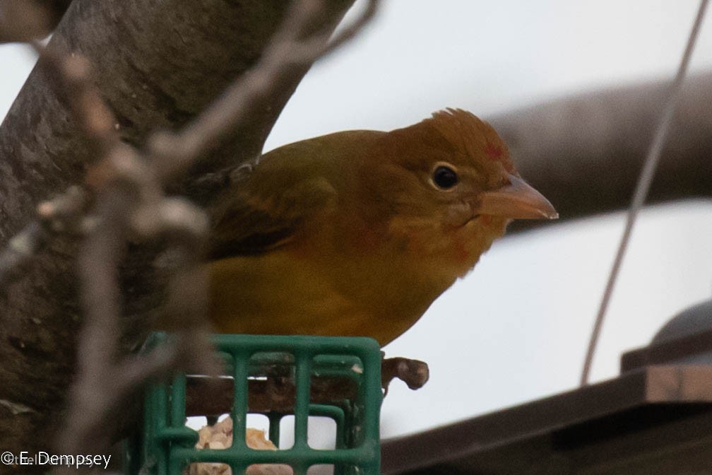 Summer Tanager - ML550976581