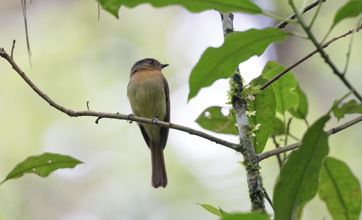 Rufous-breasted Flycatcher - ML550976991