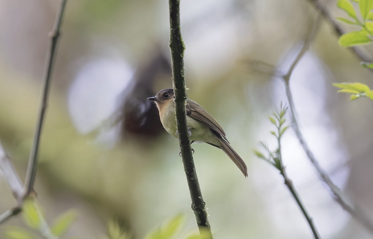 Rufous-breasted Flycatcher - ML550977001